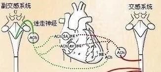 脖子|颈椎病竟能引发心绞痛！脖子造成的心脏病，你了解多少？