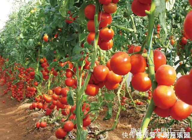 江一舟|才知道，原来辨别“激素番茄”这么简单，牢记4点，别再买错了
