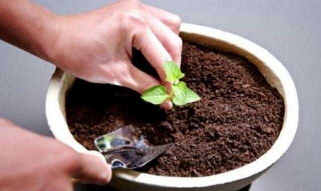 土壤|往盆里埋点“它”，啥花都能长好，土壤板结问题分分钟解决，实用