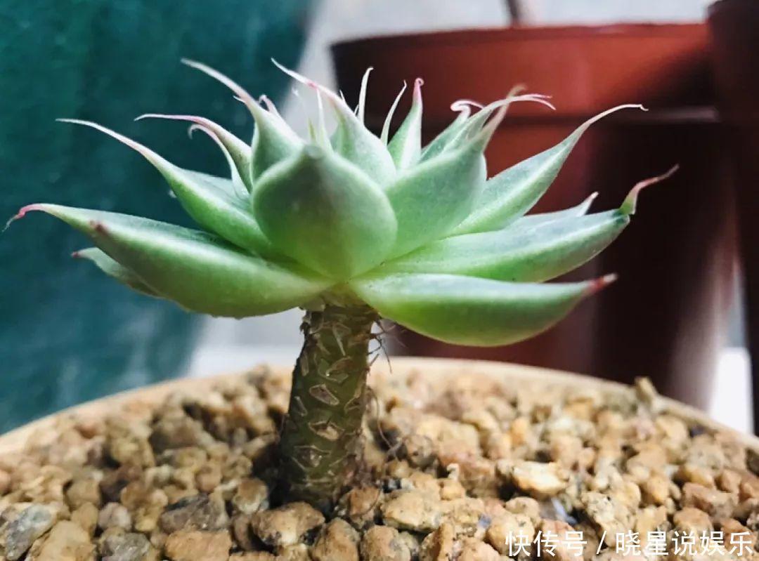 秋天买多肉，认准这点，长得胖嘟嘟窜出一圈小芽！