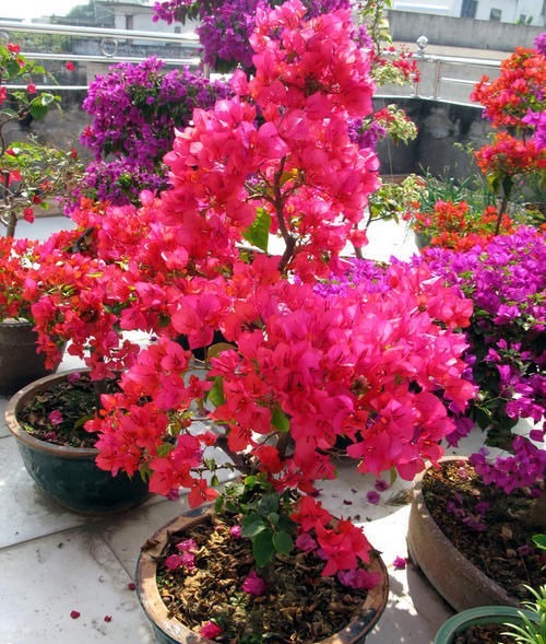 养了5年三角梅,从不控水,依然爆花,教你两招,一茬接着一茬开