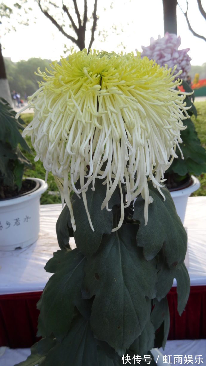 喜欢菊花,不如养盆新陶然醉,像极狮子头,玲珑剔透,真美啊!