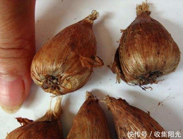 比兰花香,比绿萝还好养,养一盆花,香气飘满家,能开一辈子!