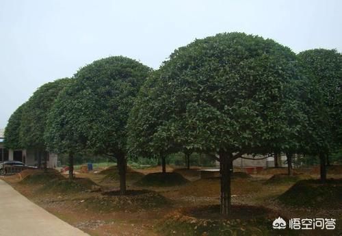 成活率|为什么中大型的花,买回去大多数都活不了,是不会养还是其他原因?