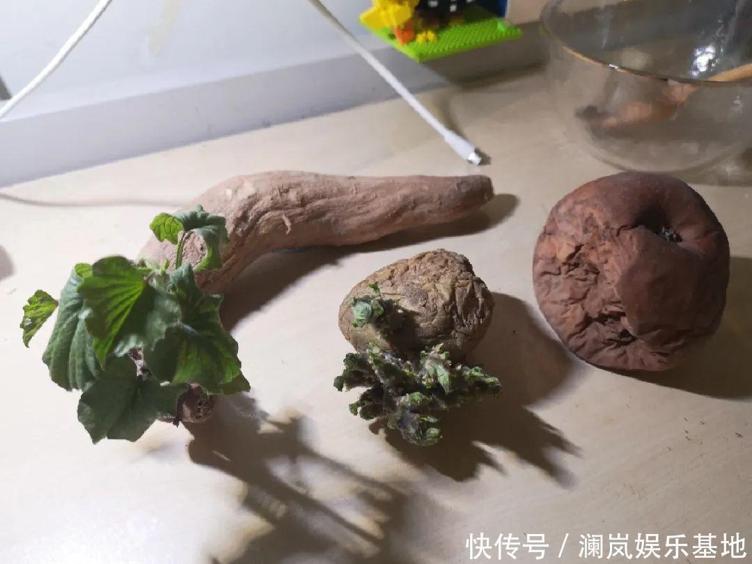 3个月后才回家,家里的花疯了,墙缝、房顶都爬满!