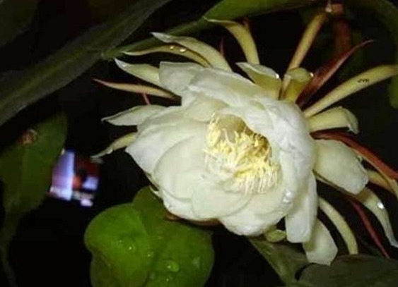 一生难得见一次的奇花，尤其是最后一种，一生只开一次花，很珍贵