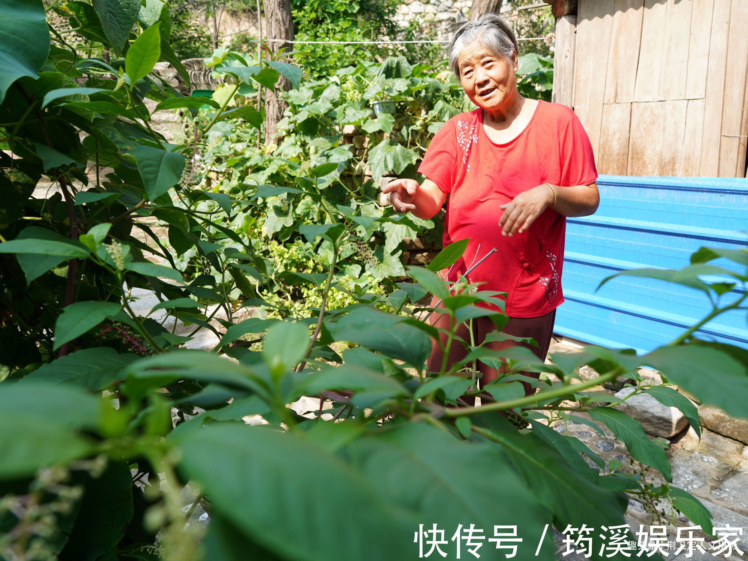 后院|6旬农民大妈家长出1棵野人参,枝繁叶茂万元不卖,看看啥样