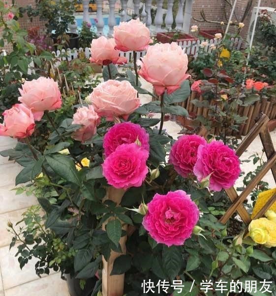 想让“月季”来年开花多12月就要“下功夫”,迟了来不及!