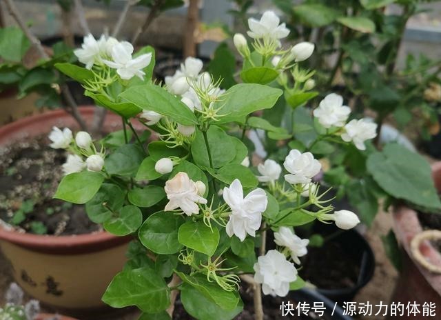 家中常见的4种花,不能让它长太高,一长高就得剪,越剪越开花!