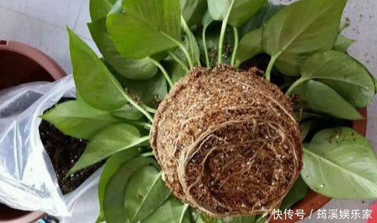 绿萝|4种花爱“吃土”,1年不换盆,盆里全是根不见土,换盆才能长好