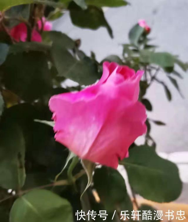 图片|漂亮的花卉图片欣赏