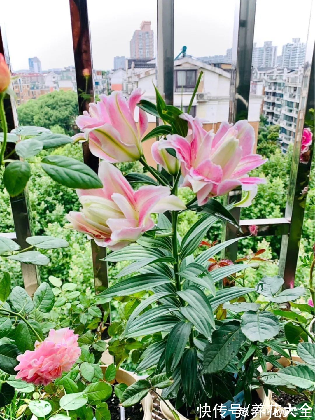 7种花冬天会假死，叶子掉光不要扔，明年还能大爆花