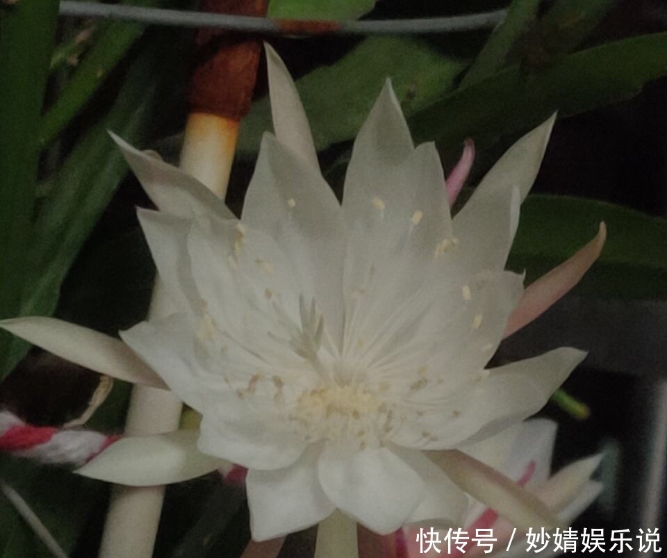 养花|1种花1年只开2、3天,花朵洁白、有仙气,养它值了!