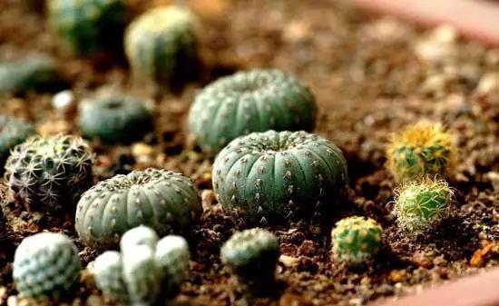 士童|误以为仙人掌很难开花,凑齐“4个条件”,开花一点不稀奇!