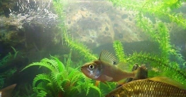 下面3种情况，钓鲫鱼是不能钓底的；不信的话，你可以试试