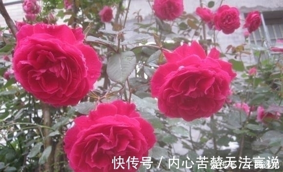 婆婆养月季只选一种，好养抗性强，关键“爱”开花，比养欧月实在