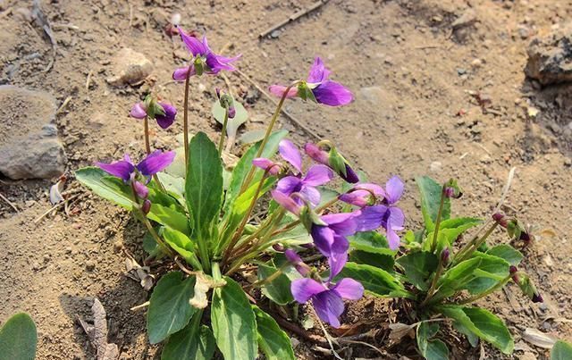 堇菜|人称“地黄瓜”,用来包饺子是极品,营养很高,春季错过太可惜