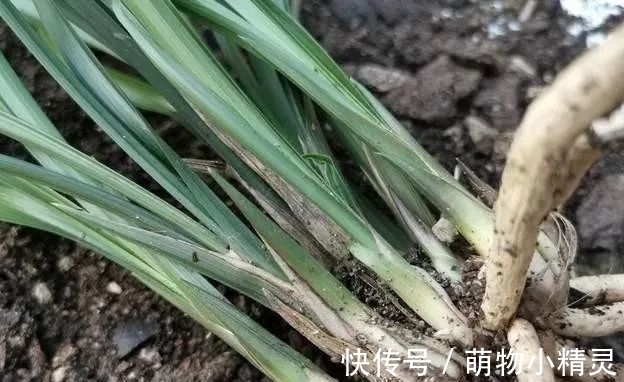 为什么说用细植料养兰花,更容易服盆成活?