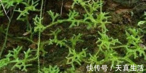 全身|农村称为“伸筋草”的植物，全身是毛，驱寒祛湿，药用价值高！