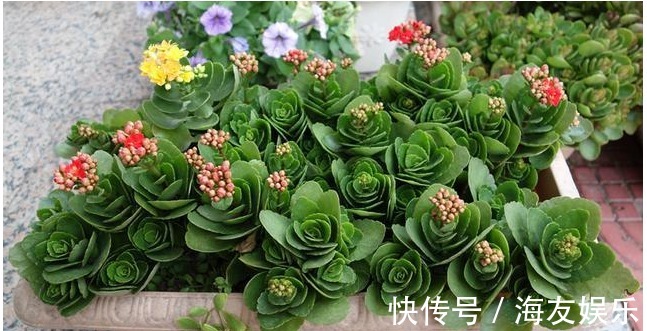 长寿花最详细的养殖方法,浇水、光照、施肥等,养不好都难!