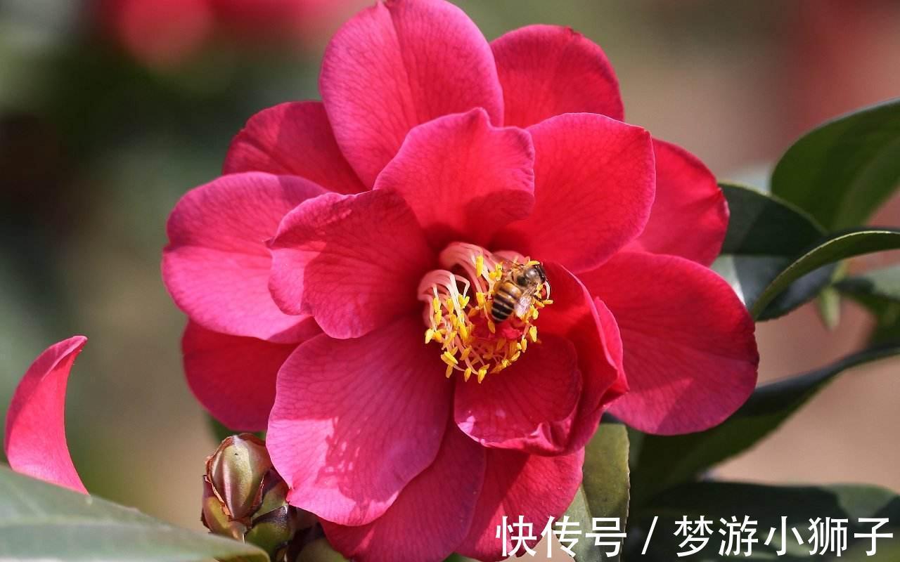 想要整个冬天都能在家赏茶花,除了养盆茶花,还要来一盆它的近亲