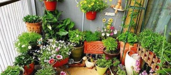 选择|同样是在阳台养花,为什么别人养的那么好,我却养一盆死一盆