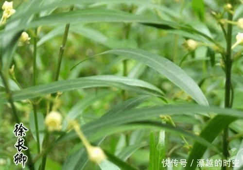 农村一种野草,蛇见到掉头,药用价值高,治疗胃痛有奇效,了解下