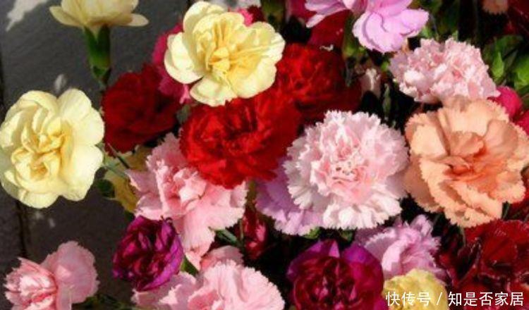 3种花开花量特别大,开完剪、剪完开,一开就是几百朵