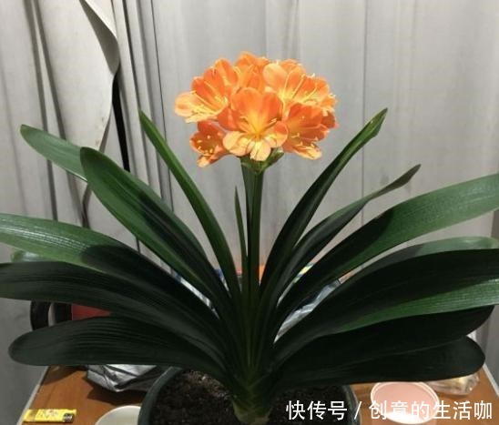 家庭养君子兰,放在哪里好根据“季节”选位置,叶子油亮花满盆!