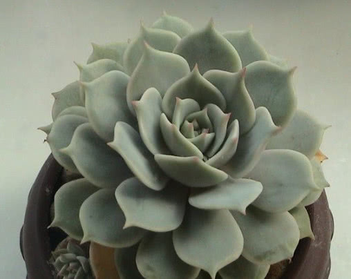 多肉露娜莲多彩优雅，教你3个小妙招，盆栽出最绚烂的露娜莲