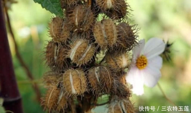 中年|农村这种有毒的植物，种子榨油却能卖上百元一斤，对烫伤很有帮助