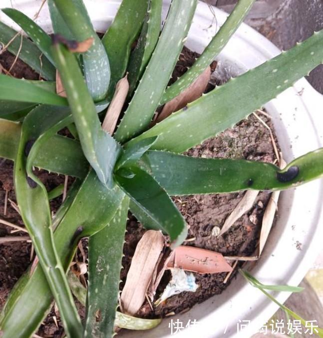 家中的芦荟出现卷叶,对症下药,叶子才会“膨胀”起来!