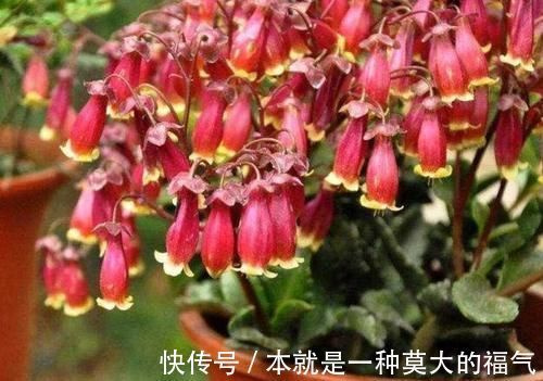 宫灯|4种花适合新手养，不用费心，家里养两盆，旺财又旺宅