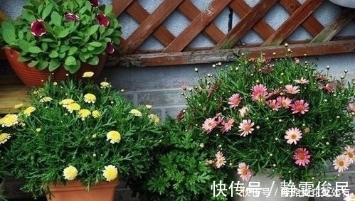 浇水前多做一件事,养花不烂根,花开满枝头,新手也会养