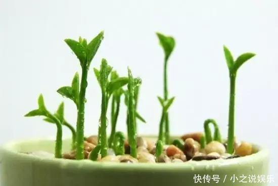 吃完这4种水果,我把籽扔花盆里,秒变小森林!