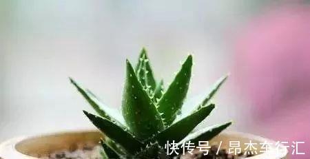 有害气体|家里养这12种“吸毒”绿植,净化空气,老人小孩少生病