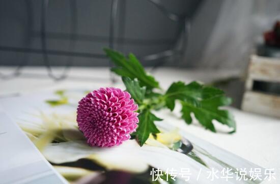 菊花展|喜欢菊花,不如养盆优良名菊‘乒乓菊’淡雅秀丽,清新之美!