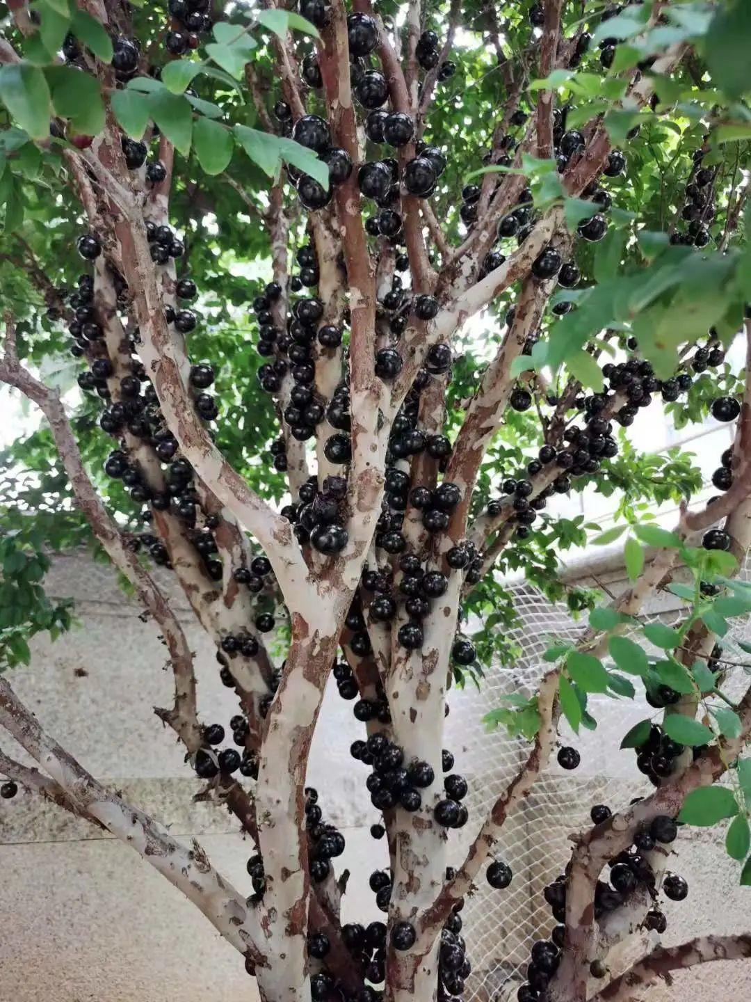 叶子|家里养棵“丑八怪”,霸气镇宅,越养越爱