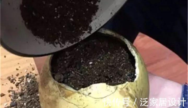 叶插|用葫芦种多肉，一养就是三年，邻居给钱都不卖