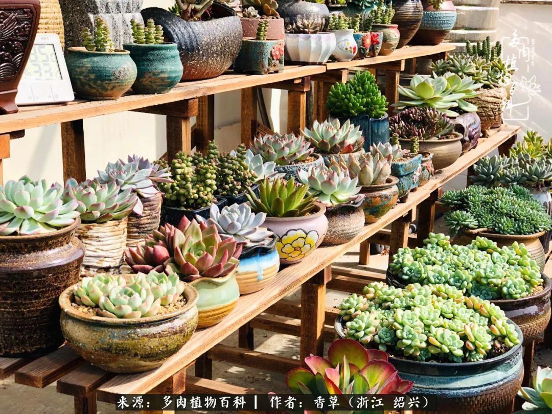 阳台上的一亩三分地，我愿与你一起，与时光媲美！