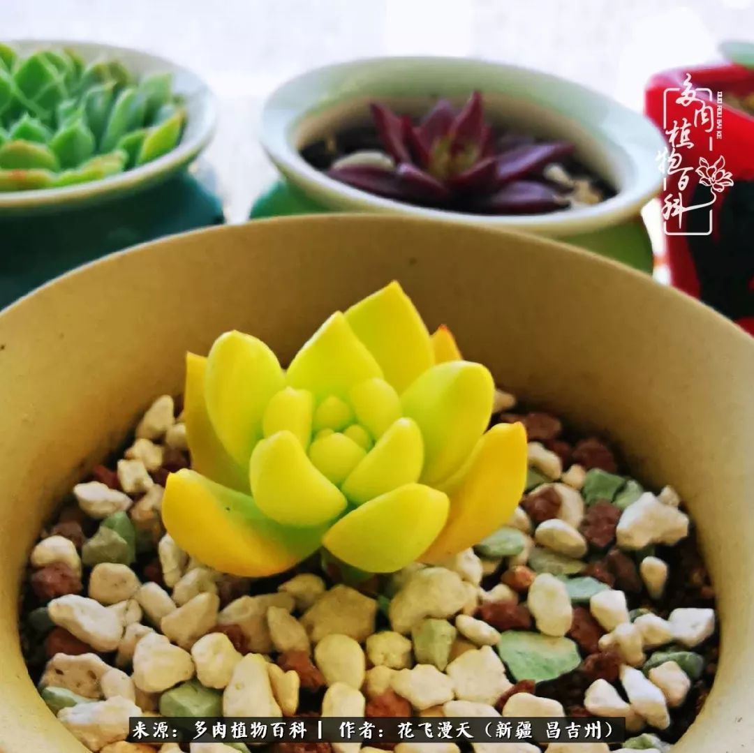 对多肉是发自内心的喜欢,心甘情愿被它们俘虏!