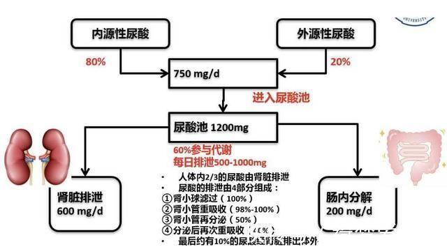 调理|男子仅用90天，尿酸从762降到337，他的经验或许对你有用