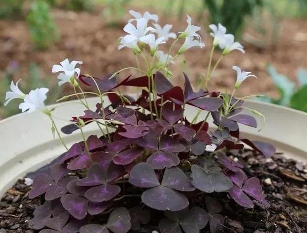 第一次养花没经验牢记''4个重点'',植物蹭蹭长、不生病