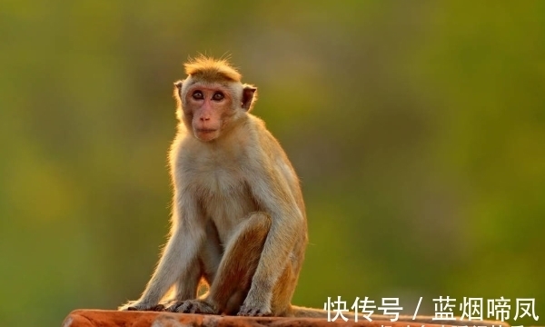 事业|农历几月出生的属猴人，天生运气好，气场旺，前程似锦，事业丰收