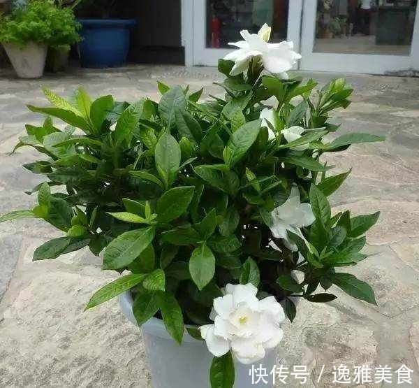 滴水观音|花都是被浇死的，这里是常见花卉的浇水技巧，爱养花的接好了