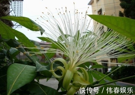 养发财树,做好“关键点”,开花结果很容易,像打鸡血一样疯长