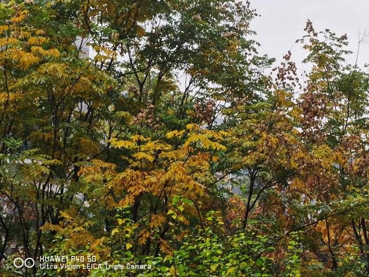 寒衣节&青未了/寒衣节思念逝去的亲人