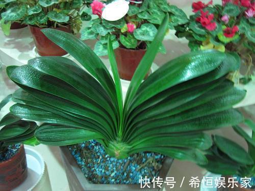 君子兰烂根“快死了”,别着急扔,一招就能救回来