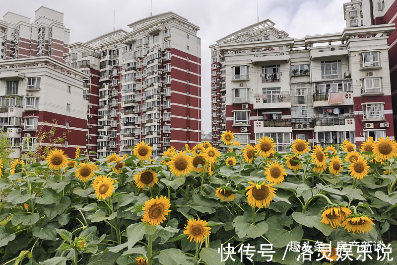 西户|买房同一栋楼,为何“西户”比“东户”先卖完建筑学家给出答案