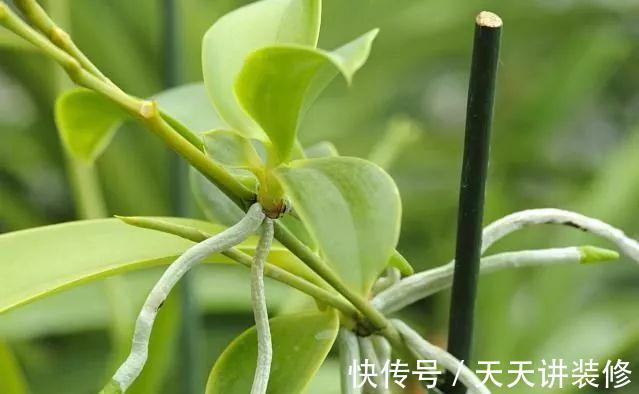 龟背竹|4种“泼辣花”，长出“气生根”，是好事，不用扦插，剪下来就活